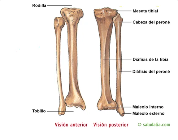 CEANFI (Centro de Estudiantes de Antropología Física-Forense): 5 ... CEANFI (Centro de Estudiantes de Antropología Física-Forense): 5 ...