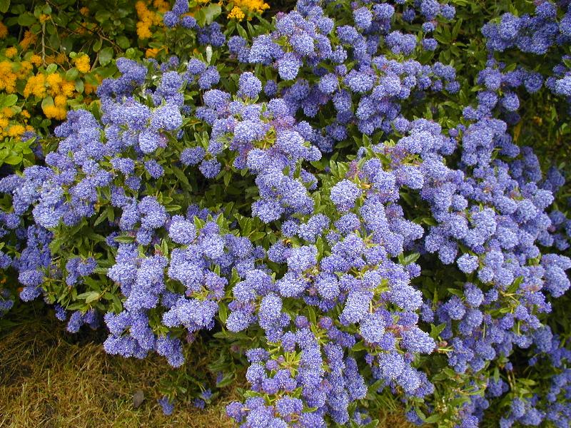  ceanothus