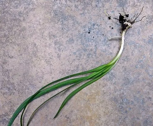 Cebollin (Cyperus rotundus) - Imágenes del Mundo Vegetal - Im ... Cebollin (Cyperus rotundus) - Imágenes del Mundo Vegetal - Im ...