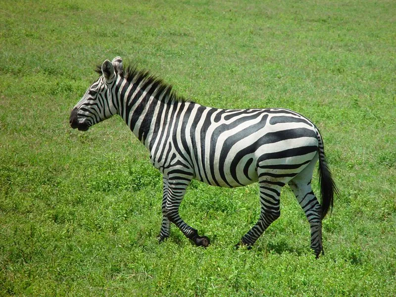 Cebra | Aprende las principales caractererísticas del Mundo Animal ... Cebra | Aprende las principales caractererísticas del Mundo Animal ...