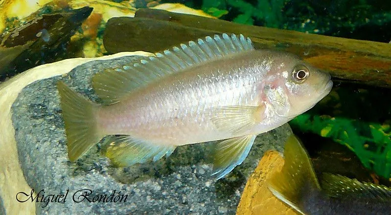 Cebra azul | Flickr - Photo Sharing!