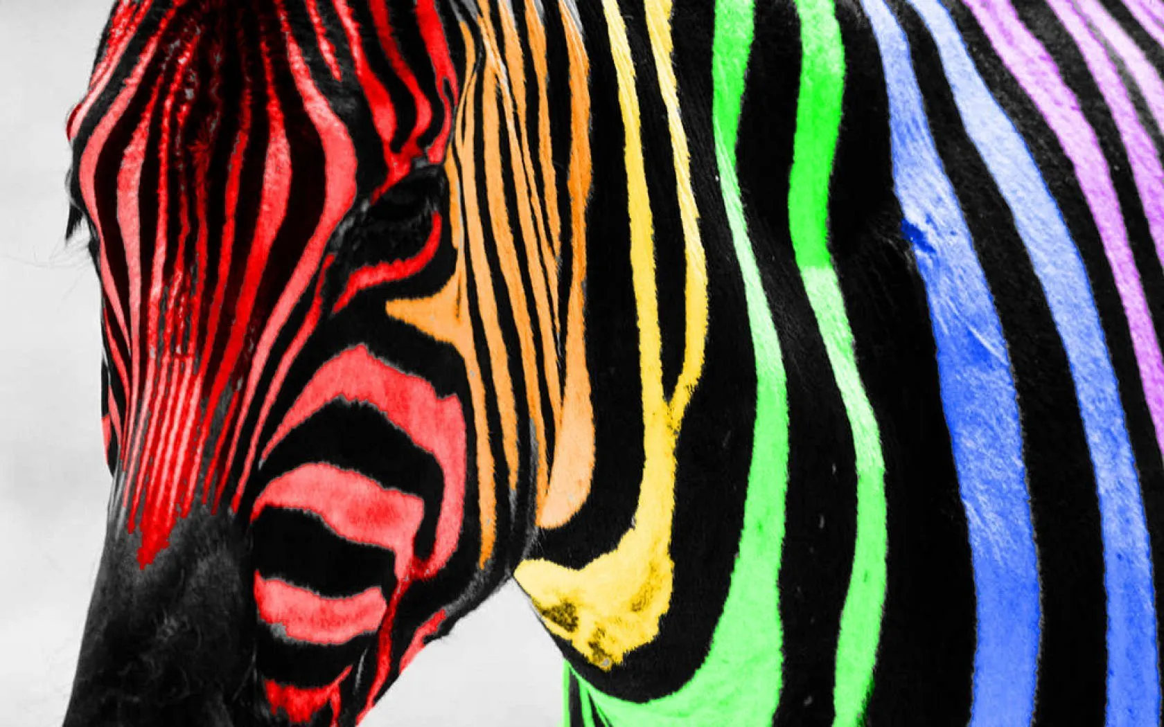 Cebra de colores - 1680x1050 :: Fondos de pantalla y wallpapers Cebra de colores - 1680x1050 :: Fondos de pantalla y wallpapers