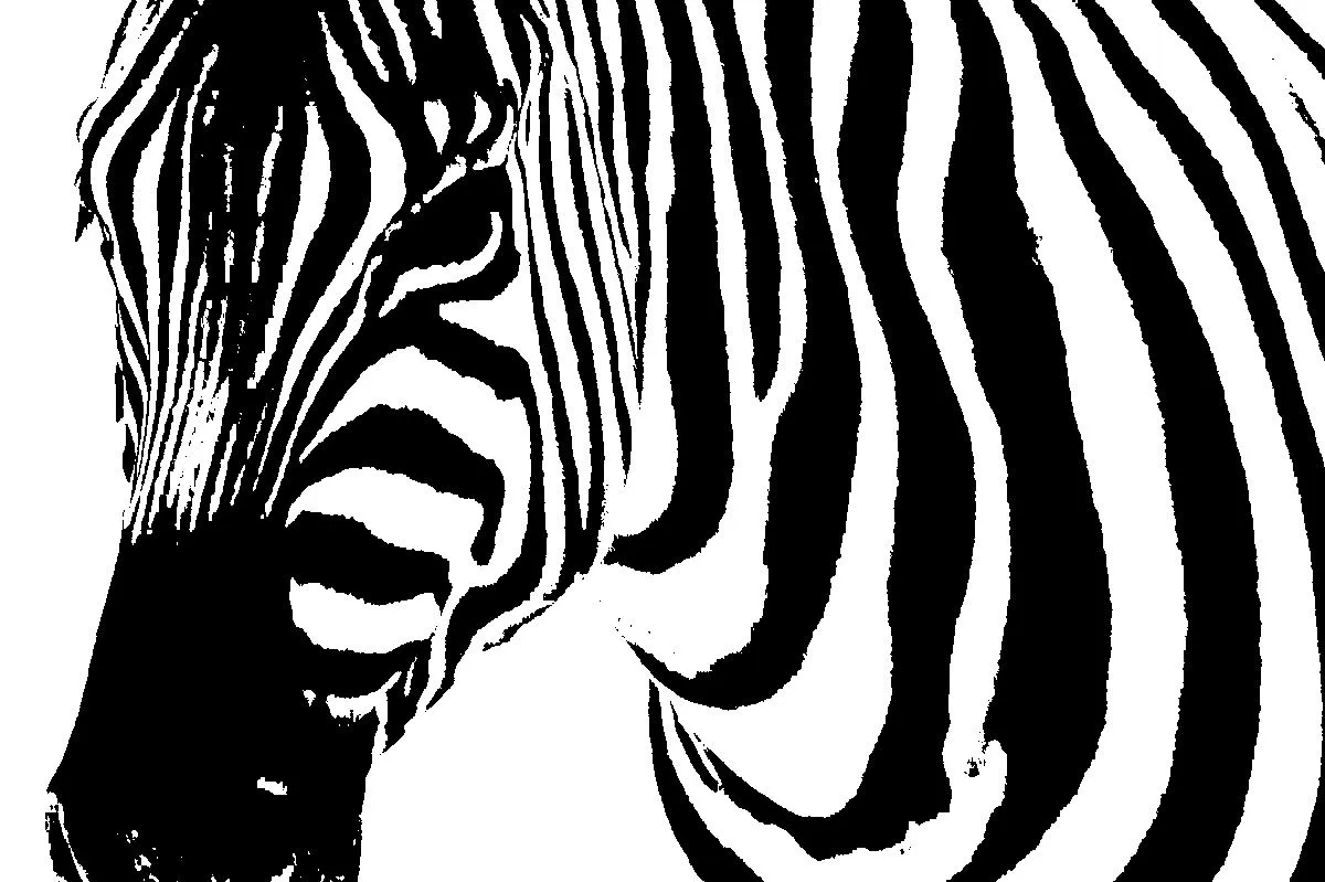 Cebra Dibujo Pictures