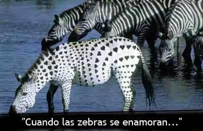 Cebra enamorada - Fotos de animales - Humor12.com