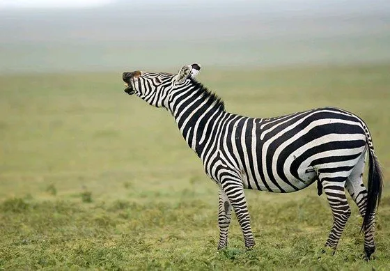 Cebra | Tin -Ton - Tun