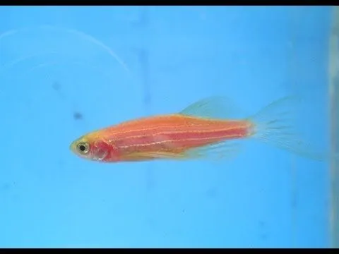 Cebra Transgenica Rosa de Velo - Acuario Aquaterra Live - Tampico ... Cebra Transgenica Rosa de Velo - Acuario Aquaterra Live - Tampico ...