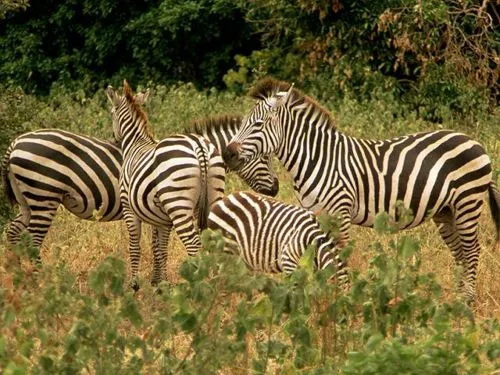 Cebra | Wikifaunia, tu enciclopedia de animales