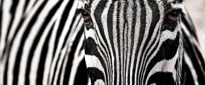 Las Cebras: La Evolución las ha Protegido de los Buenos Vendedores Las Cebras: La Evolución las ha Protegido de los Buenos Vendedores