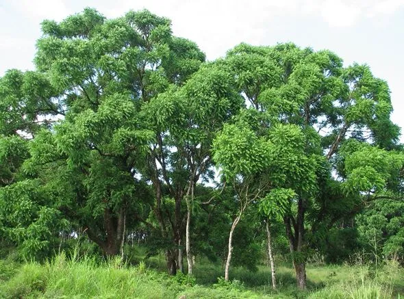Cedrela odorata': Un árbol muy particular | Desde las Encantadas ...
