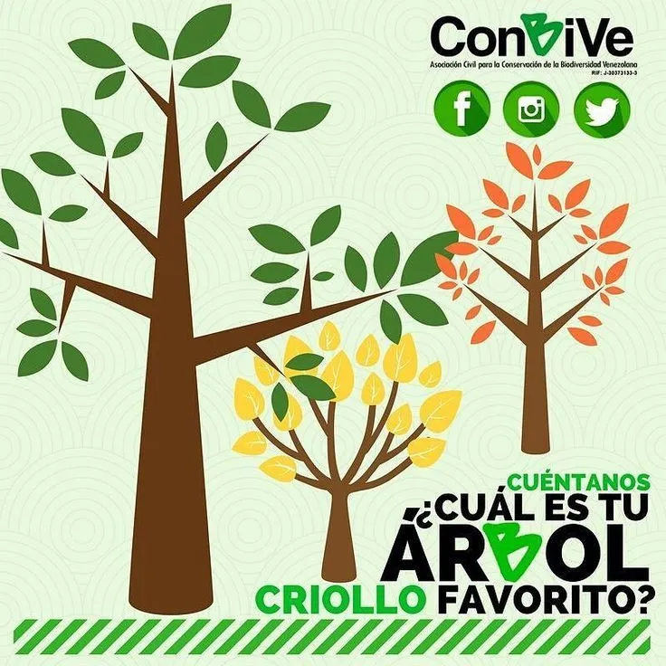 Ceiba araguaney bucare apamate samán jabillo caoba cedro... Son muchísimos los árboles de nuestro país y sabemos que aunque todo… | Instagram, Instagram posts, Tree Ceiba araguaney bucare apamate samán jabillo caoba cedro... Son muchísimos los árboles de nuestro país y sabemos que aunque todo… | Instagram, Instagram posts, Tree