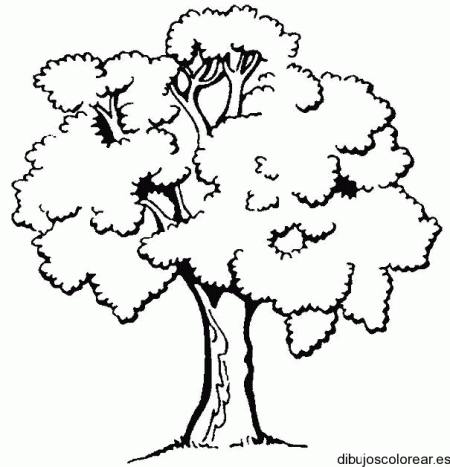 Ceiba para colorear - Imagui