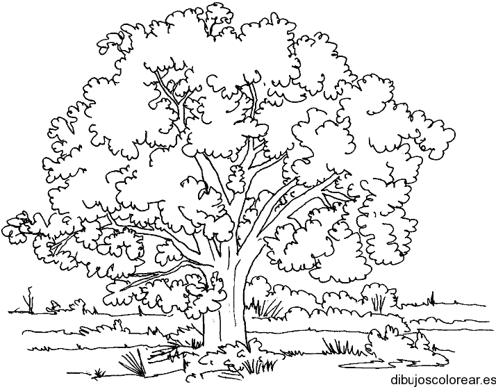 Ceiba para dibujar - Imagui