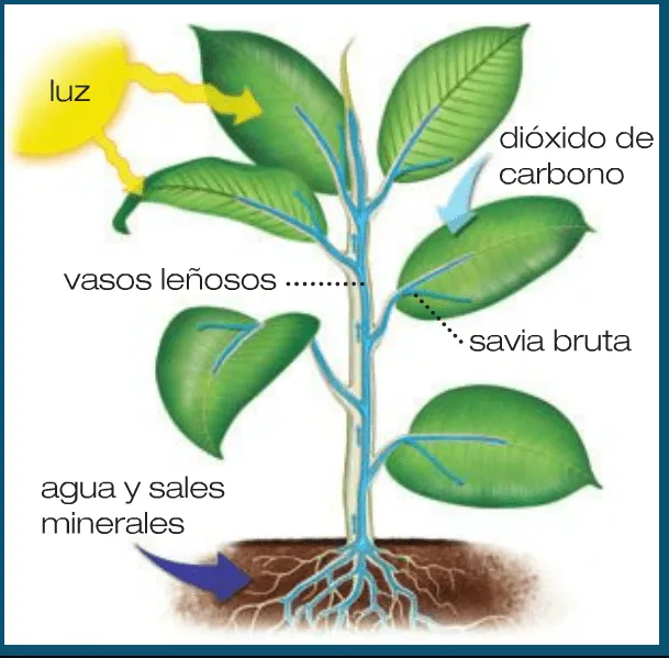 CEIP San Juan 6º Primaria: CONOCMIENTO DEL MEDIO. Ampliación ...