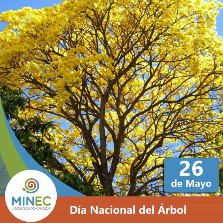 Hoy se celebra el Día del Árbol en Venezuela – Minec Hoy se celebra el Día del Árbol en Venezuela – Minec