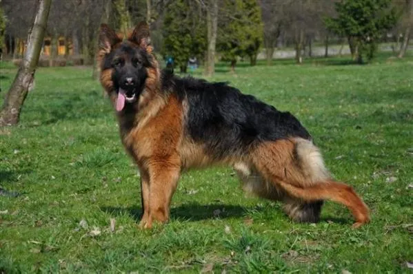 Pastor aleman - Imagui