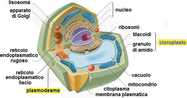 cellula