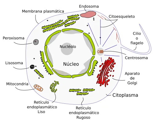 La célula. 1- Introducción. Atlas de Histología Vegetal y Animal