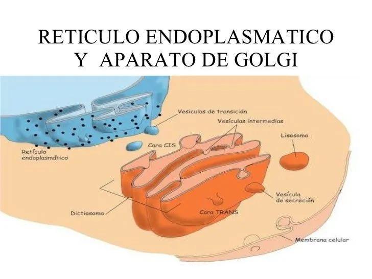La Celula La Celula