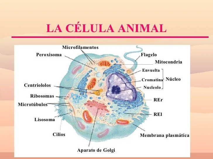 La célula