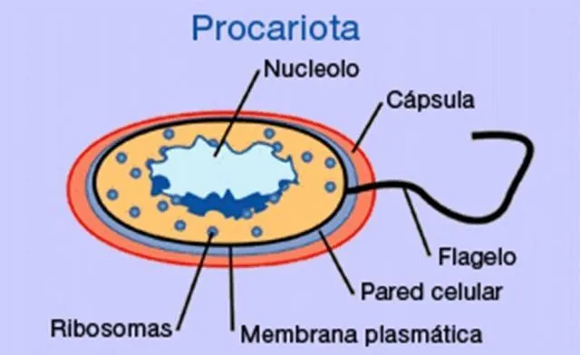 LA CÉLULA