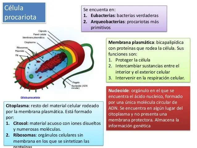 celula-5-638.jpg?cb=1415712991