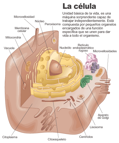 La Celula