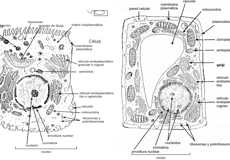 Recursos Didácticos de Ciencias Naturales: AJUSTES CURRICULARES DE ...