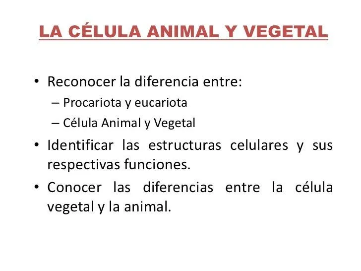 Que es celula animal ejemplo y dibujo - Imagui