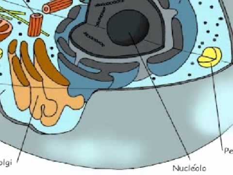 La Célula, Animal (Exposicion Biologia 1) - YouTube La Célula, Animal (Exposicion Biologia 1) - YouTube