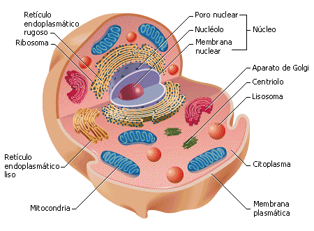 Celula animal facil para dibujar - Imagui