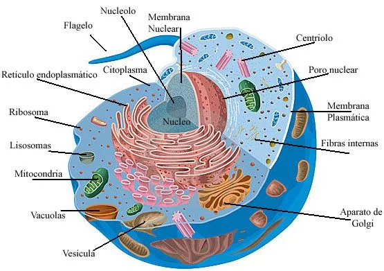 Celula animal con sus parte - Imagui