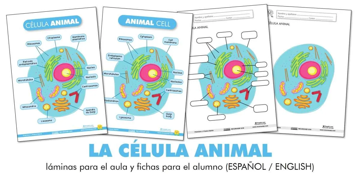 LA CÉLULA ANIMAL: láminas para el aula y fichas para el alumno (ES/EN) LA CÉLULA ANIMAL: láminas para el aula y fichas para el alumno (ES/EN)