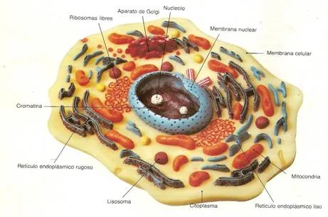 La célula animal - Monografias.com