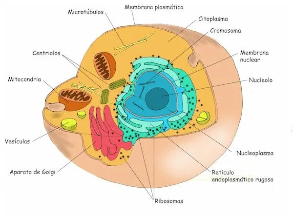 Ciencias Naturales Online » Celula animal y sus nombres