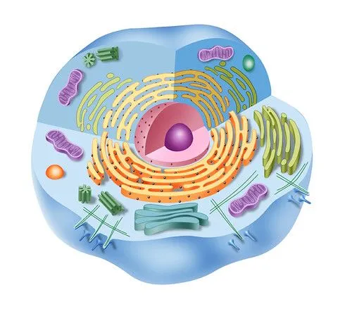 Imagenes de la celula sin nombres - Imagui