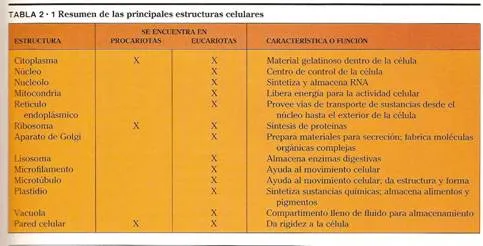 La célula animal (página 2) - Monografias.com