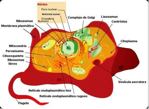 La Celula Animal - Mi sitio