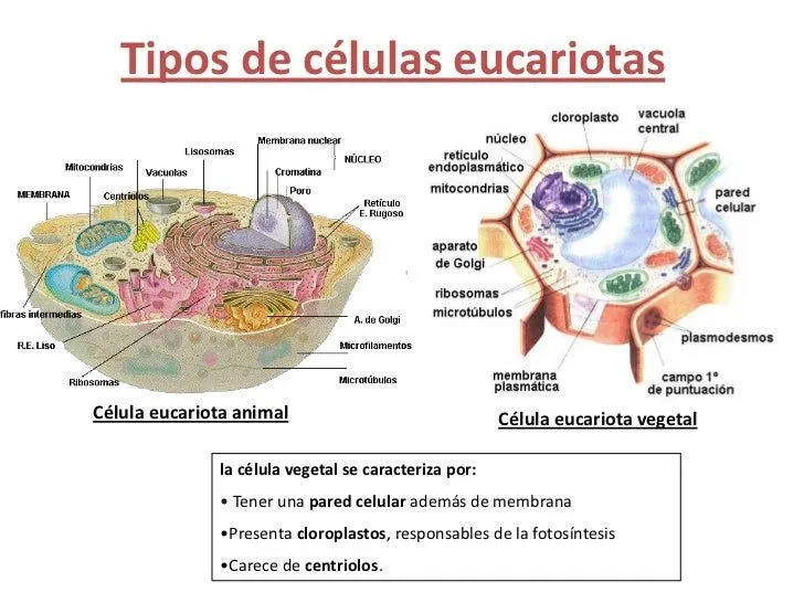 la-celula-animal-y-vegetal-16- ...