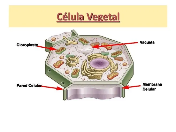 La celula animal y vegetal