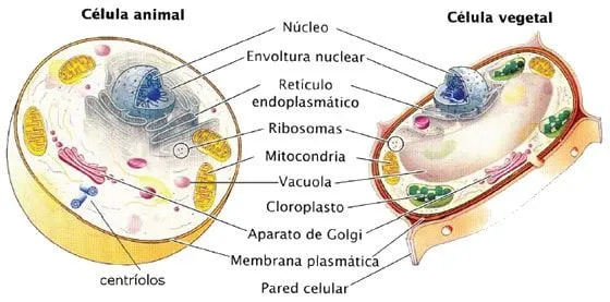 Célula animal y vegetal » Blog de Biologia