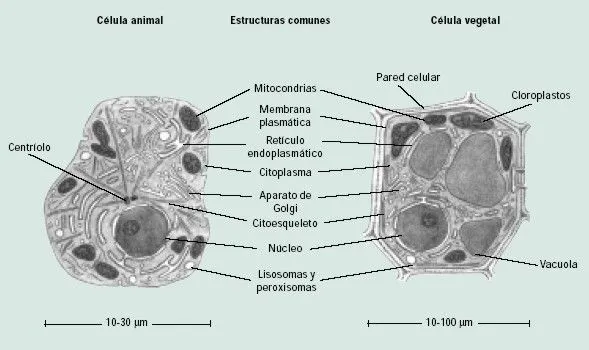 CUERPO HUMANO: DIBUJOS DE LA CELULA ANIMAL Y SUS PARTES