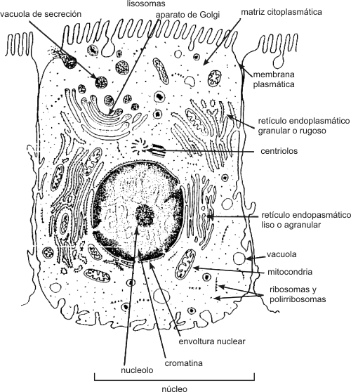 Celula humana para colorear - Imagui