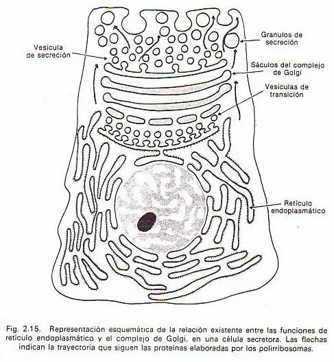 ORGANIZACIÓN DE LA CÉLULA EUCARIÓTICA