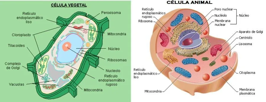 Celula Animal y Vegetal Definición, partes, imagenes