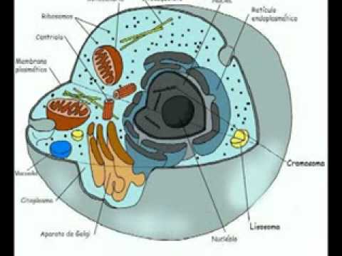 célula animal.avi - YouTube