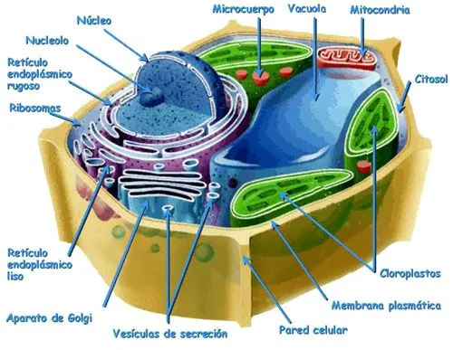 La Célula | Bioagus-María Inmaculada