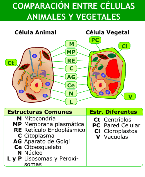 LA CELULA | BIOQUIMICA