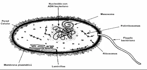 La célula. Célula procariota y eucariota - Monografias.com La célula. Célula procariota y eucariota - Monografias.com