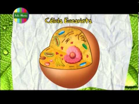 La célula Ciencias Naturales 6º y 7º grado - YouTube La célula Ciencias Naturales 6º y 7º grado - YouTube