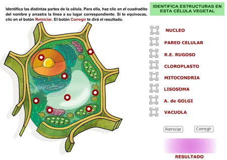 La celula vegetal y sus partes para niños - Imagui